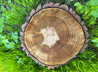 Tree trunk cut, cross section of wooden stub on green grass, top view