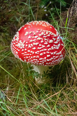 Bright red toadstool mushroom with white spots photographed in grassy undergrowth in an autumn forest atmosphere - Scotland, UK