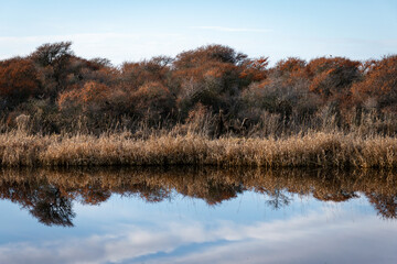 A peaceful winter scene showcasing rich foliage and natural scenery beautifully reflected in tranquil water. Taken in Aberlady Bay Nature Reserve, East Lothian, Scotland.