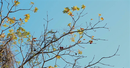 Tree branches with autumn leaves against clear blue sky.
