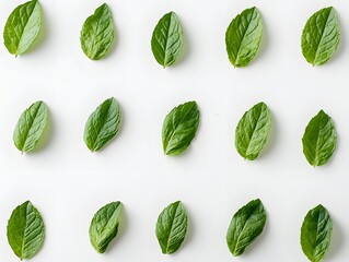 Neatly Arranged Fresh Green Mint Leaves on White Surface