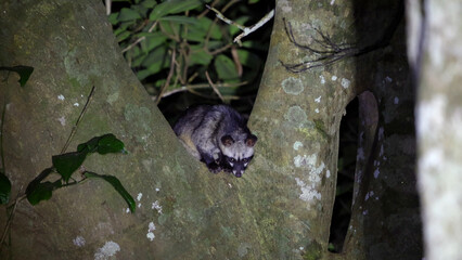 Asian palm civet in tree trunk, glowing eyes piercing the dark, dense forest of Thailand Kaeng Krachan National Park under moonlight.
