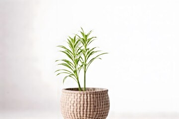 Fototapeta premium The vibrant areca palm plant adds a tropical touch to any indoor space, enhancing the interior decor with its lush green foliage