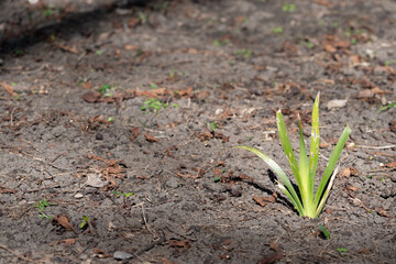spring shoots growing in the soil