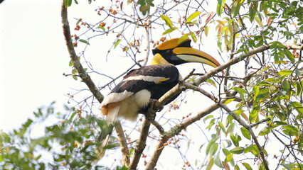 Great hornbill perched on tree branch amidst vibrant green foliage. Great Hornbill (Buceros bicornis or great Indian hornbill)
