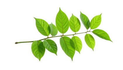 Fototapeta premium Single branch with leaves isolated on white background, branches on white, isolated leaf