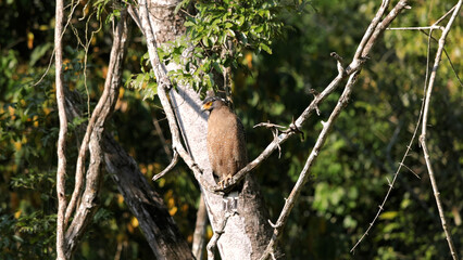 A bold bird sits proudly on a branch, framed by the rich, green depths of Thailand tropical forest in Kaeng Krachan National Park.