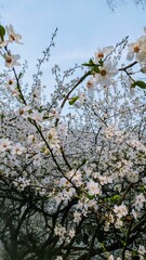 Spring blossoms in full bloom