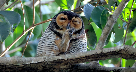 Winking Spotted Wood-Owl perched on tree branch in lush green foliage, cleaning feathers on leg, funny and engaging for social media or wildlife humor. Quirky composition, vibrant details.