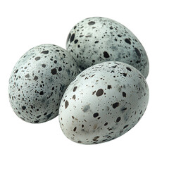 quail eggs on a transparent background 