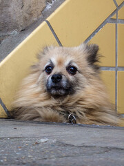A small dog in the streets of Hamburg