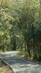 Winding forest path surrounded by lush green trees, serene woodland atmosphere