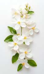 Obraz premium Ethereal Vesak Wellness Pure Jasmine Botanical Composition - Mindful Celebration Design for Spiritual Lifestyle Branding