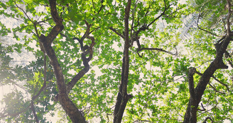 Lush green tree canopy, sunlight filtering through leaves, peaceful nature scene, forest tranquility.