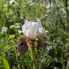 In the spring period in the forest there is harmony of nature between insects and plants