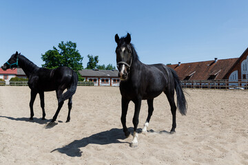 Horses on the Arena in summer time