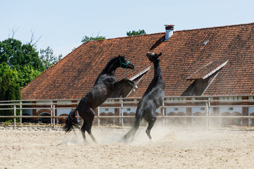 Horses plays on the Arena in summer time