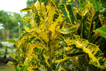 Bright Yellow and Green Croton Leaves in a Tropical Garden"  Description: A lush display of vibrant yellow and green croton leaves with intricate patterns © JeremiahKarl