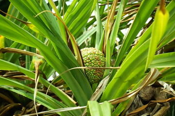 Wild Pandanus Fruit Growing Among Lush Green Leaves