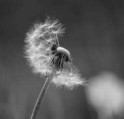 Löwenzahn © filo24