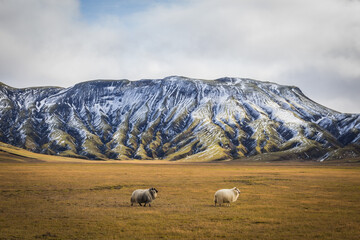Obraz premium the sheeps of Iceland