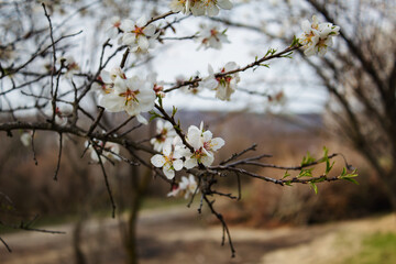 white flowers on the branches of almond trees, spring Czech Republic, city of Hustopece