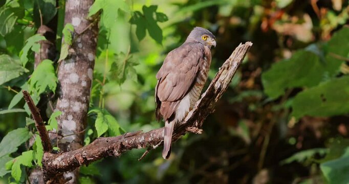 Colorful crested goshawk on tree branch, lush forest, Thailand. Bird in wild nature, Kaeng Krachan.