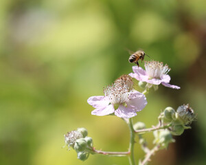 Bee and blackberry flowers