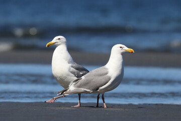Two Gulls on the Beach