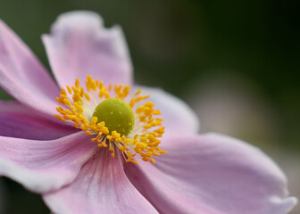 Pink anemone flower macro