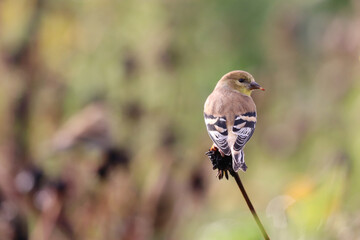 Goldfinch with a seed
