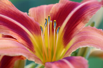 Day lily stamen macro