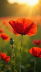 Obraz premium Crimson poppy leading a vibrant field, sunlit petals unfurling , gorgeous, botany, flower