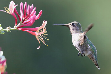 Hummingbird and honeysuckle