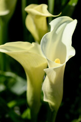 Calla Lilies