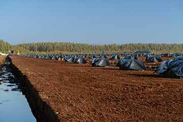 Peat briquettes drying under plastic wrap in a peat bog