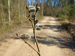 Obraz premium Bee on Pussy Willow: Salix Caprea Pollination, Spring Nature Scene, Insect on Plant, Natural Outdoor Environment