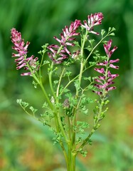 photographs of medicinal herbs and flowers growing in rural areas.