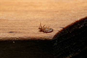 Bedbug