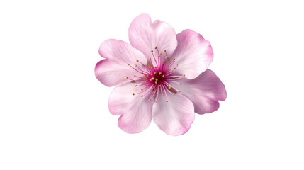 Obraz premium pink flower isolated on white background