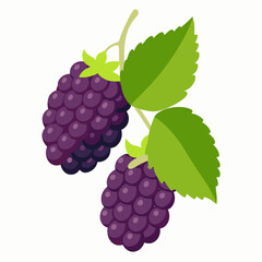 Fototapeta premium Mulberry Fruits vector art illustration