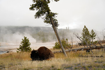 Bison strolling around in Yellowstone National Park Wyoming