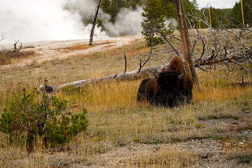Bison strolling around in Yellowstone National Park Wyoming