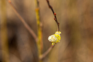 yellow flowers on a green background