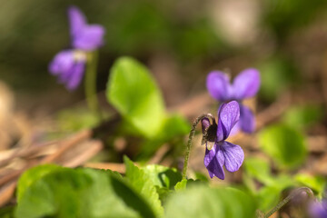 spring flowers in the garden