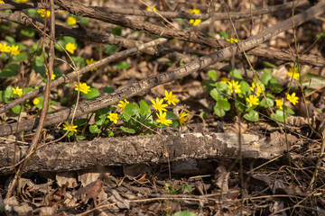 yellow flowers on the ground