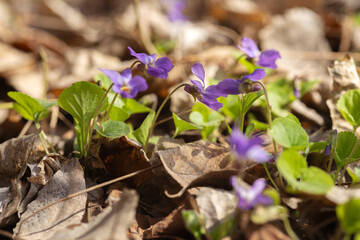 spring flowers in the garden