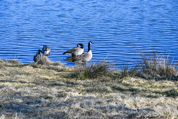 Kanada Gänse am Weiterstädter See