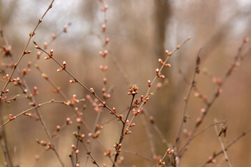 blossom trees spring