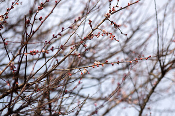 blossom trees spring